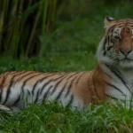 odisha tiger reserve
