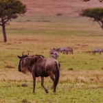 africa safari