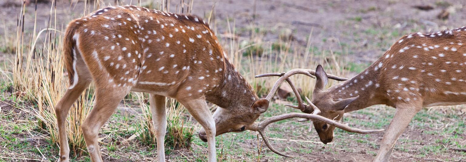 the bandhavgarh national park - madhya pradesh, india