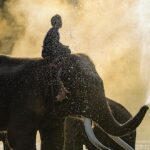 elephant safari