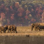 jim corbett national park