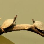 Kaziranga National Park