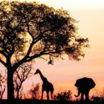 wildlife safari