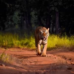 Top 10 National Parks in India to Explore This February