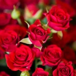 Chandigarh Rose Festival