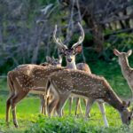 Top 5 National Parks in Madhya Pradesh