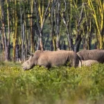3-Day Kaziranga National Park Itinerary