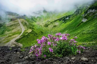 valley of flowers